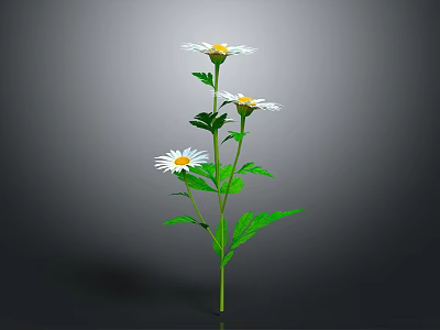 White Daisy Flowers In Simple Vase With Green Stems And Gray Background 3d model