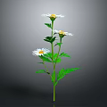 White Daisy Flowers In Simple Vase With Green Stems And Gray Background