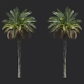 Two Palm Trees With Tall Trunks Lush Green Fronds And Withered Leaves Against Black Background