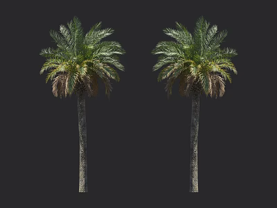 Two Palm Trees With Tall Trunks Lush Green Fronds And Withered Leaves Against Black Background 3d model