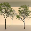 Two Arbor Trees With Green Leaves Brown Trunks And Shadows On Light Wall 3d model