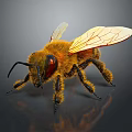 Detailed Fuzzy Bee With Transparent Wings Red Eyes And Reflection On Dark Background