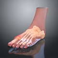 3D Foot Anatomy Model With Transparent Skin Showing Internal Bone Structure 3d model