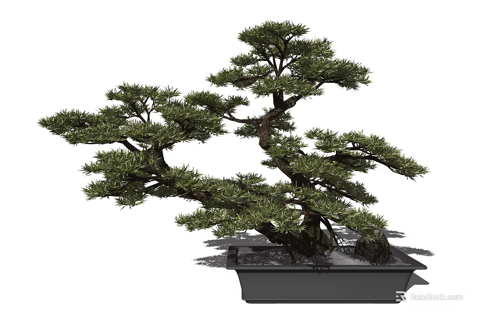 Bonsai Tree With Curved Branches Lush Green Foliage In Square Black Pot 3d model 