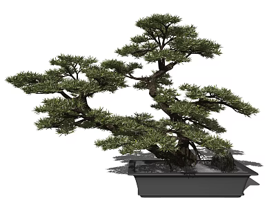 Bonsai Tree With Curved Branches Lush Green Foliage In Square Black Pot 3d model