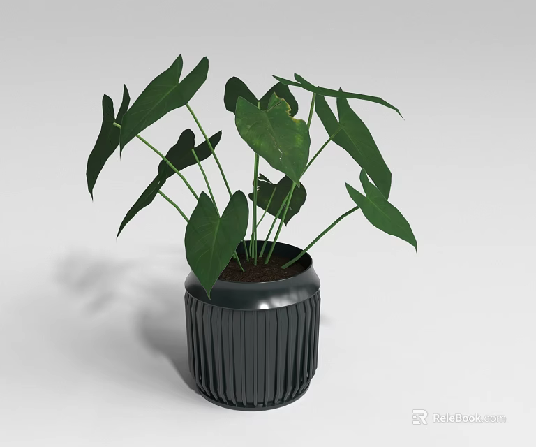 Indoor Potted Plant With Large Green Leaves In Black Ribbed Pot 3d model 