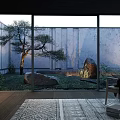 Karesansui Zen Garden Design with Large Rocks Moss Trees and Gravel Through Glass Windows