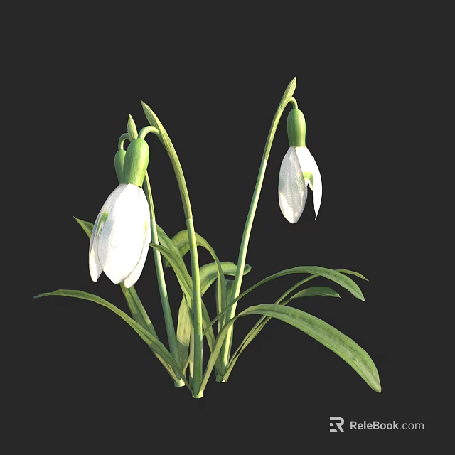 Snowdrop Plant Displaying Bell Shaped White Flowers Green Stems And Leaves 3d model 
