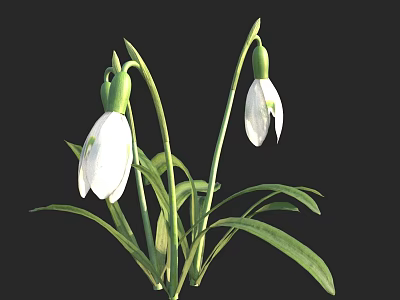 Snowdrop Plant Displaying Bell Shaped White Flowers Green Stems And Leaves 3d model