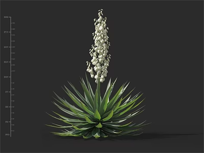 Agave Plant Featuring Green Leaves Tall Stem And White Flowers With Measurement Scale 3d model