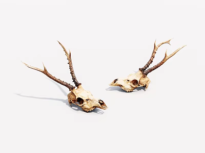 Two Deer Skulls With Antlers Side By Side On White Background 3d model