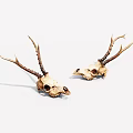 Two Deer Skulls With Antlers Side By Side On White Background