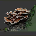 Orange Edible Mushroom Surrounded by Green Moss and Fallen Leaves