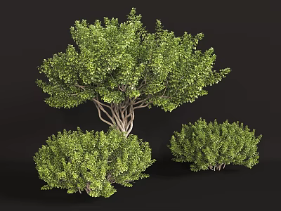 shrub greening tree landscape greening trees 3d model