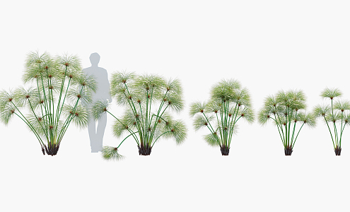 Modern Plant Papyrus Plant 3d model