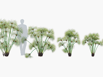 Modern Plant Papyrus Plant 3d model