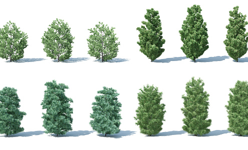 Modern Tree Shrub 3d model