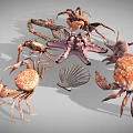 Diverse Collection Of Marine Animals Featuring Crabs Starfish And Shells