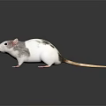 White and Gray Rat with Pink Ears and Paws on Dark Shiny Surface