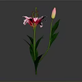 Vibrant Pink Lilies With Blooming Flowers Bud And Green Leaves Arrangement