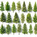 Collection of Various Green Arbor Trees with Diverse Foliage and Shapes