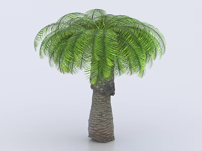Tall Palm Tree With Lush Green Feathery Leaves And Brown Textured Trunk 3d model