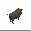 Wild Boar With Prominent Tusks And Thick Fur Standing On Dark Background