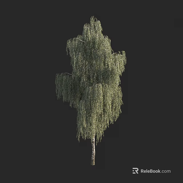 Tall Weeping Tree with Green Hanging Leaves and White Trunk Isolated on Dark Background 3d model 