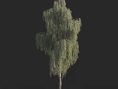 Tall Weeping Tree with Green Hanging Leaves and White Trunk Isolated on Dark Background 3d model
