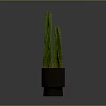 Green Cactus Plant With Upright Stems In Metallic Silver Pot On Minimalist Gray Background