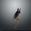 Brown And Black Fish With Shiny Scales Distinct Fins And Large Eyes