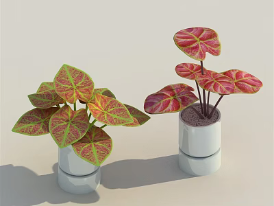 Bonsai Potted Plants With Red Green Variegated Leaves In White Cylindrical Pots 3d model