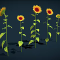 Vibrant Sunflowers With Yellow Petals Brown Centers Green Stems And Leaves On Dark Background