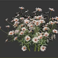 Beautiful Fresh Daisies With White Petals And Orange Centers On Dark Background