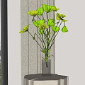 Fresh Green Poppies In Slender Transparent Glass Vase On White Round Table