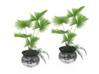 Two Bonsai Potted Plants With Green Palm Leaves In Black And White Patterned Pots 3d model