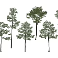 Various Arbor Trees with Different Canopy Shapes and Green Foliage 3d model