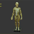Detailed Human Anatomical Head Model Showing Skull Facial Muscles And Bone Structure