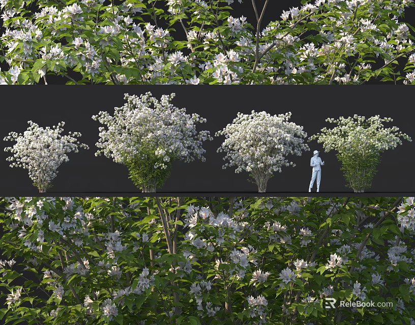 Lush White Flowering Shrubs With Dense Green Foliage In Various Garden Views 3d model 