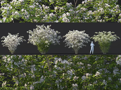Lush White Flowering Shrubs With Dense Green Foliage In Various Garden Views 3d model