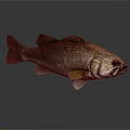 Bass Fish With Detailed Scales And Fins On Gray Smooth Surface With Reflection