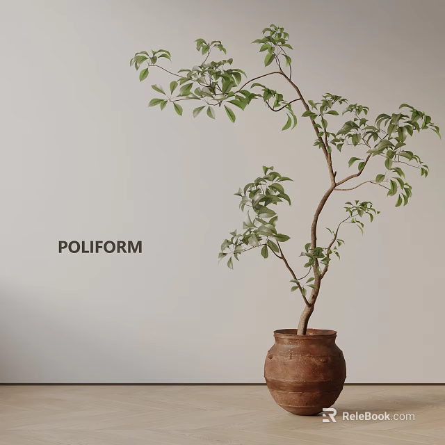 Bonsai Plant Growing in Terracotta Pot with Fresh Green Leaves Against Light Wall 3d model 