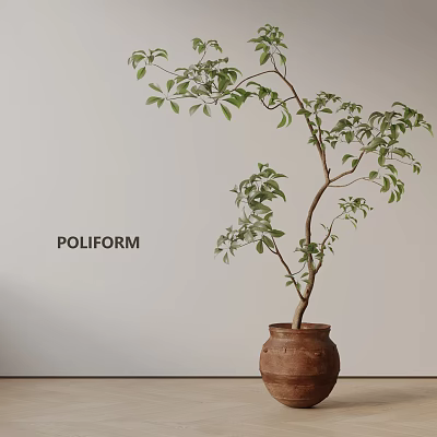 Bonsai Plant Growing in Terracotta Pot with Fresh Green Leaves Against Light Wall 3d model