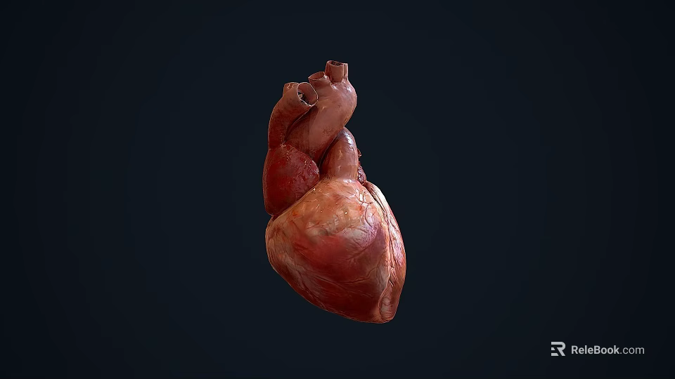 Human Heart Chest Organ Anatomical Structure 3D Rendering Medical Illustration Detailed View 3d model 
