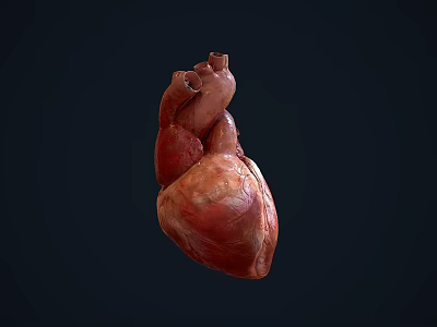 Human Heart Chest Organ Anatomical Structure 3D Rendering Medical Illustration Detailed View 3d model