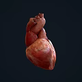 Human Heart Chest Organ Anatomical Structure 3D Rendering Medical Illustration Detailed View