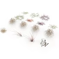 Various Small Plants With Different Colors And Shapes On White Background
