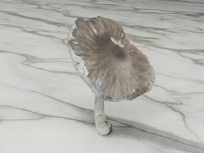 Single Fresh Brown Mushroom Vegetable With Textured Cap On Marble Surface 3d model