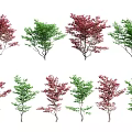 Arbor Trees with Various Red and Green Foliage in Rows