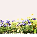 Vibrant Outdoor Flowers with Purple Blooms Yellow Petals and Green Leaves Growing Lushly in Garden